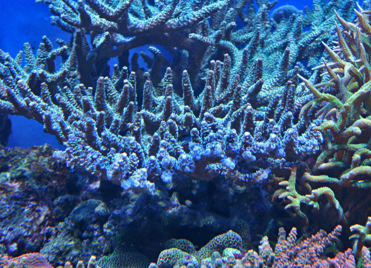 090204-bla-a-millepora.jpg