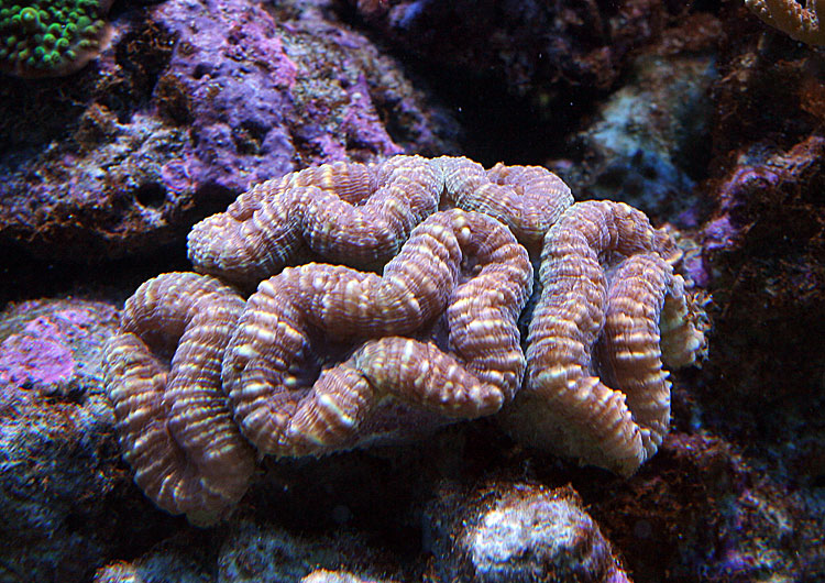 090901-lobophyllia.jpg