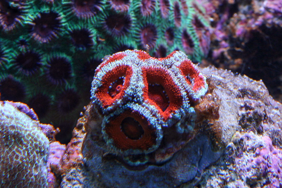 100102-acan.jpg