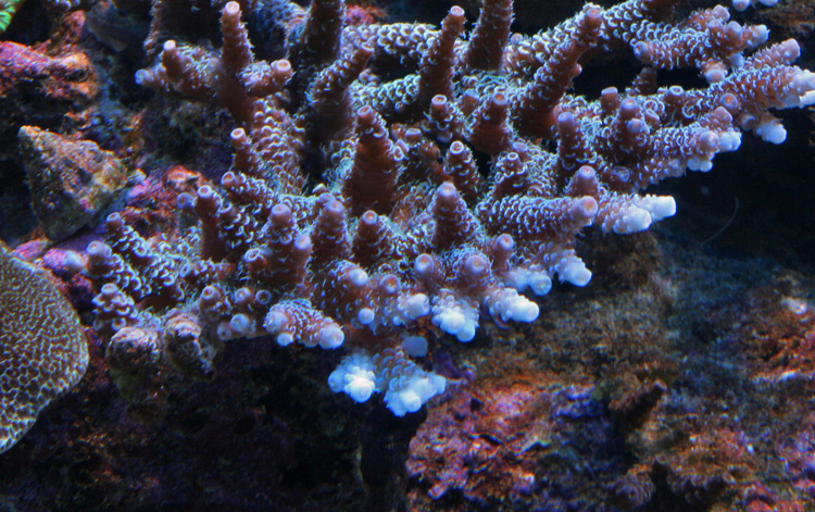 100219-A-millepora-bla.jpg