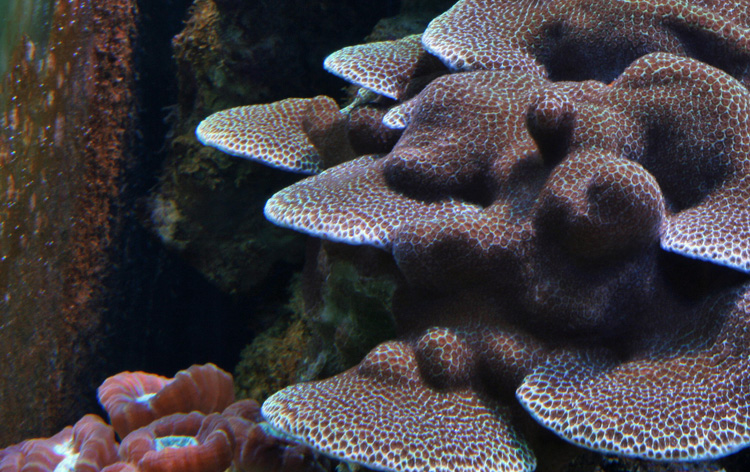 100219-porites.jpg