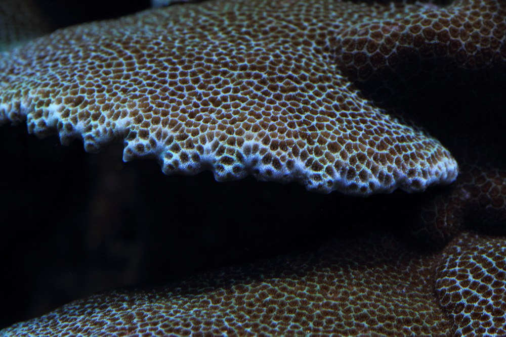 101108-porites.jpg