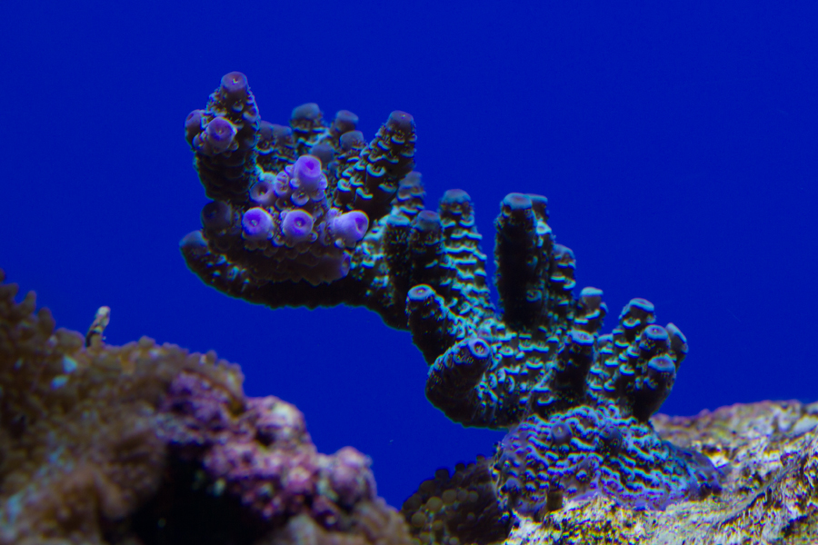 120312-A-millepora.jpg