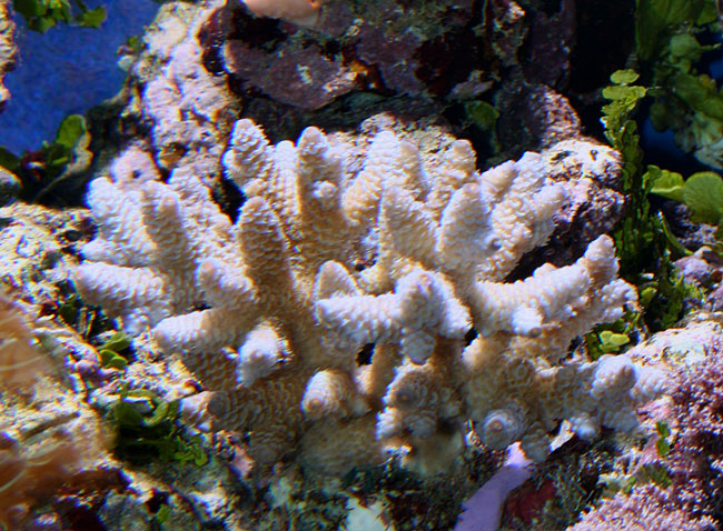 acropora-bla-060814.jpg