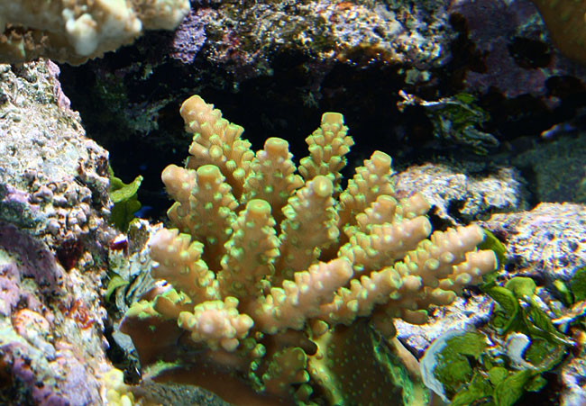 acropora-gron-060814.jpg