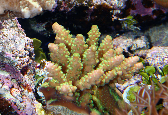 acropora-gron-060815.jpg