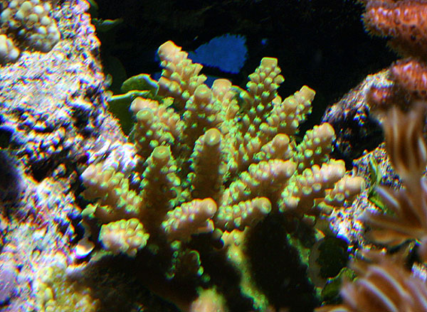 acropora-gron600-060812.jpg