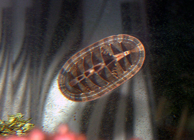 chiton01.jpg