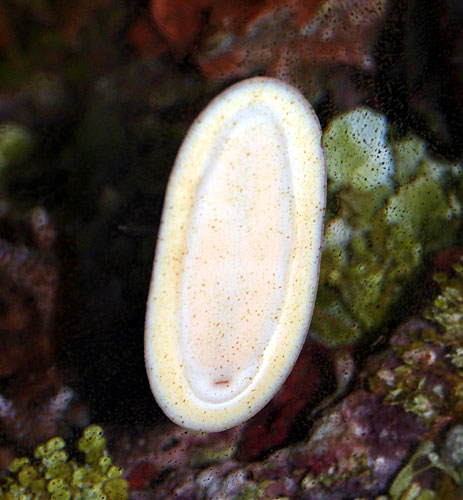 chiton02.jpg