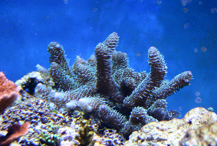 070613-A-millepora.jpg