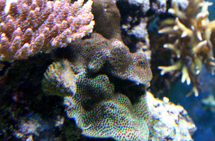 070903-korallid.jpg