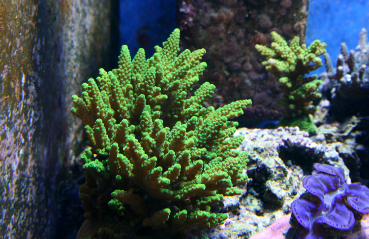 071003-Acropora-green.jpg