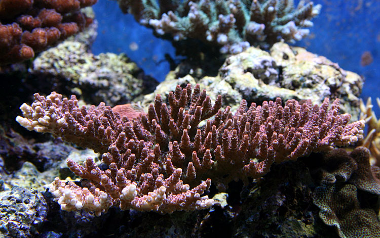 071003-Acropora-hyachintus.jpg