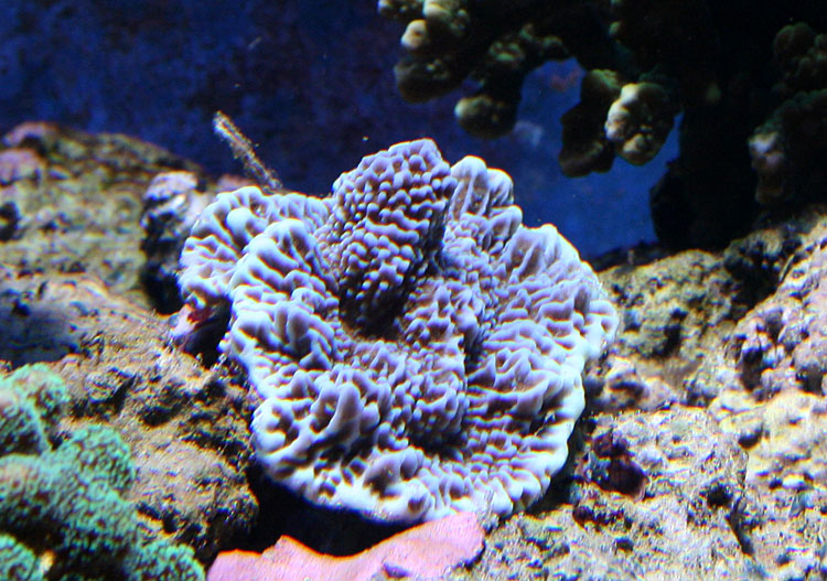 071003-Montipora-undata.jpg