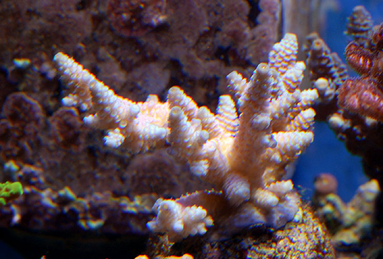 071104-A-millepora-rosa01.jpg