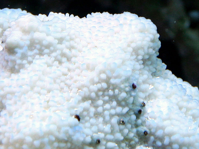 080702-Montipora-superman.jpg