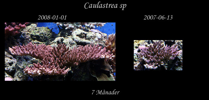 jmf-Acropora-hyachintus.jpg