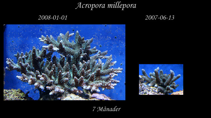 jmf-Acropora-millepora.jpg