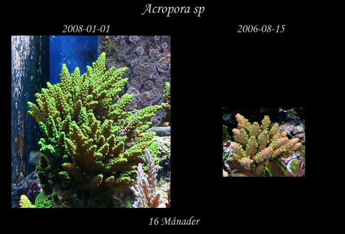 jmf-Acropora-sp-gron.jpg