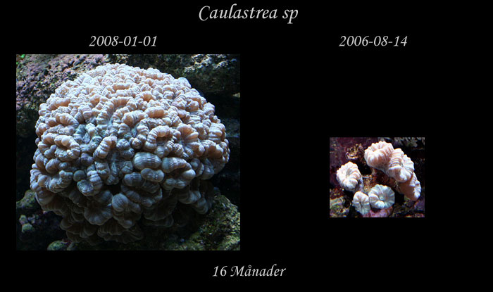 jmf-Caulastrea-sp.jpg