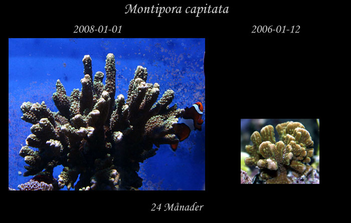 jmf-Montipora-capitata.jpg