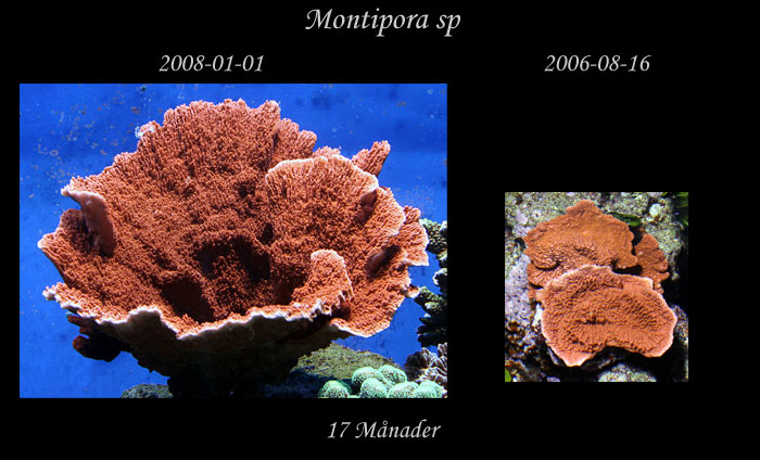 jmf-Montipora-sp.jpg