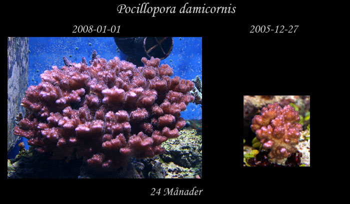 jmf-Pocillopora-damicornis.jpg