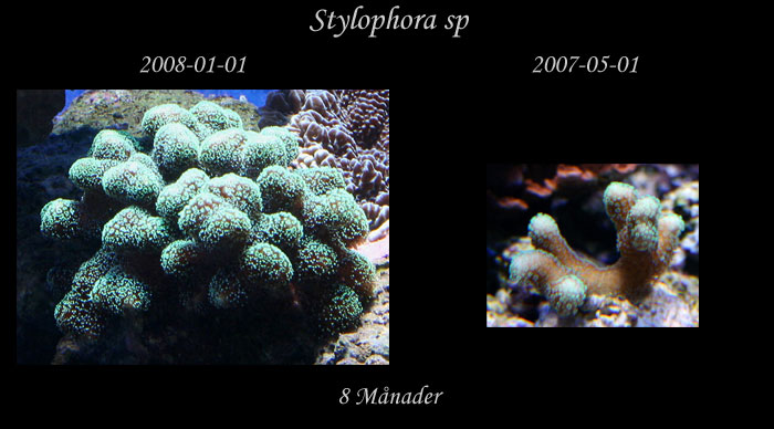 jmf-Stylophora-sp.jpg