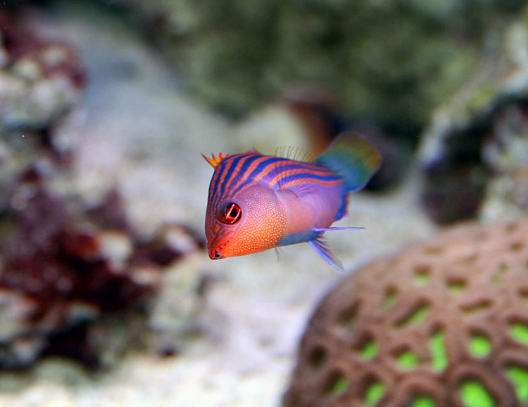 sixlinewrasse750.jpg