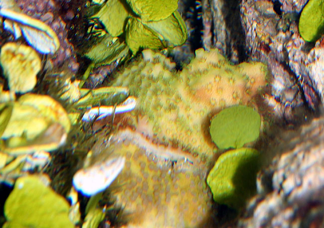 korall-frag-01-060103.jpg
