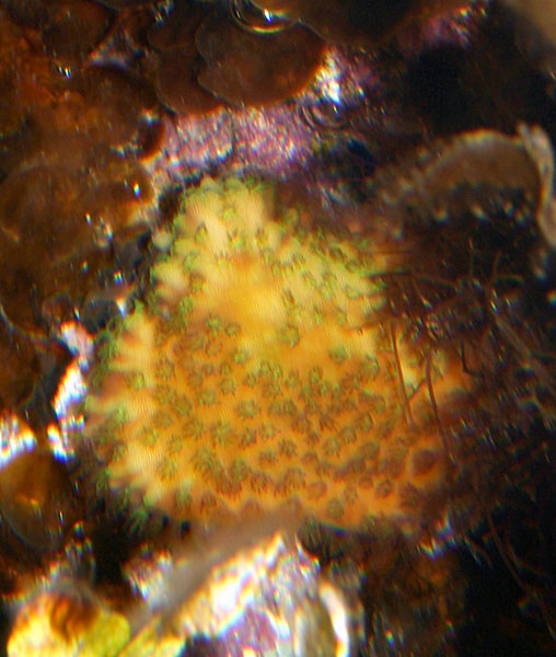 korall-frag-02-060103.jpg