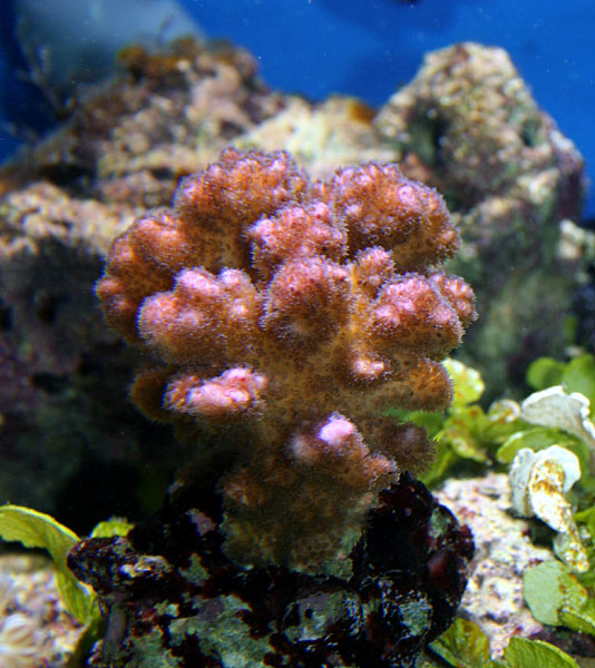 pocillopora-003.jpg